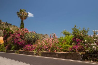 Photograph of a road in Taormina, Sicily, trees, flowers during the summer in a sunny day. Palm and a clou