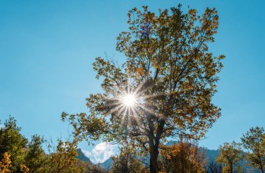 Parkta sonbahar ağaçları.