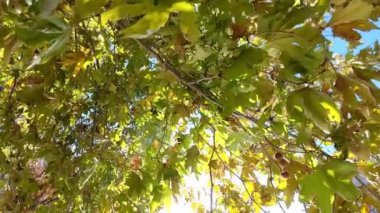 Ağaçlar, yapraklar ve güneşli güzel sonbahar manzarası