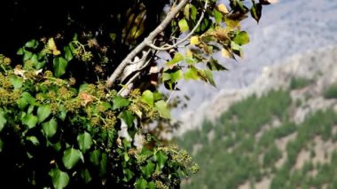 Yeşil bir bitkinin yakın plan çekimi.