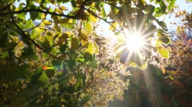 Ormanda güneş ve sonbahar yaprakları