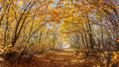Ağaçlar ve yapraklarla dolu sonbahar ormanı