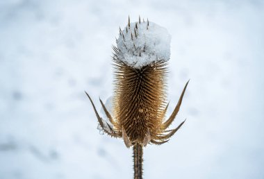 kışın dondurulmuş bitki