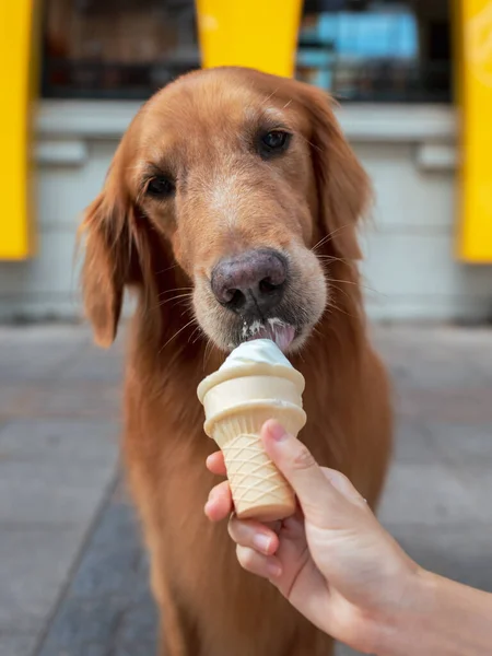 Golden Retriever eating ice cream