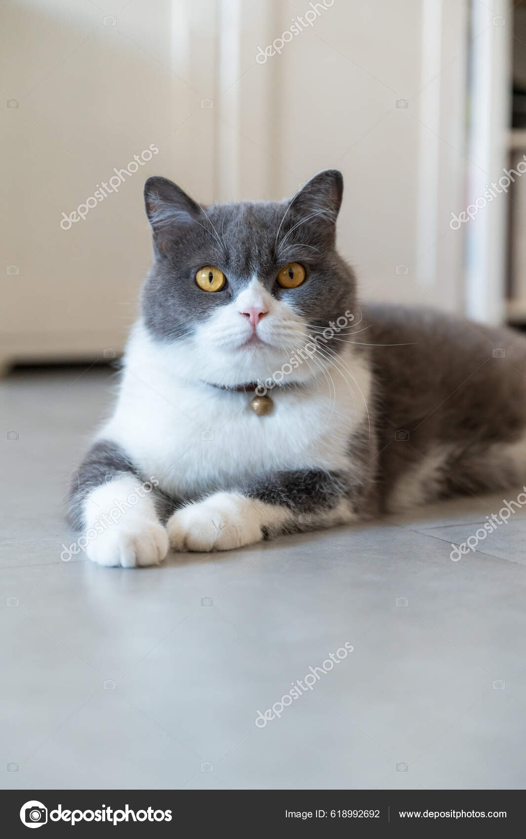 Gray And White Short Hair Cat British Shorthair Cat Lying Floor