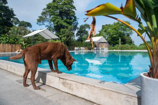 Cão Marrom Bebendo Água Piscina — Fotografia de Stock