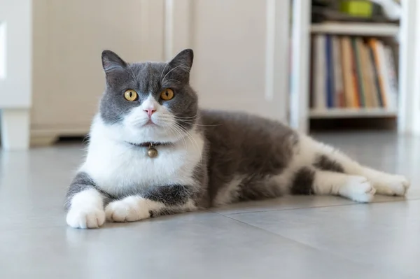 stock image British Shorthair cat lying on the floor