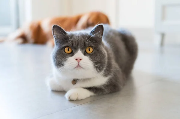 산짧은 고양이 바닥에 — 스톡 사진