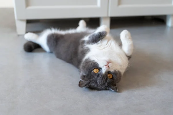 Brytyjski Kot Krótkowzroczny Leżący Podłodze — Zdjęcie stockowe