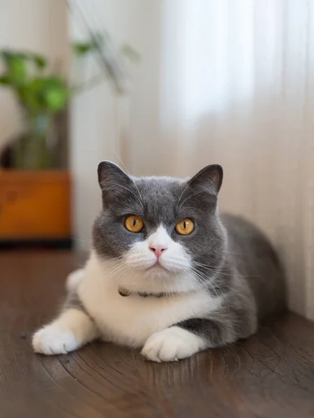 Brittiskt Korthår Katt Liggande Bordet — Stockfoto