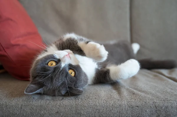 英国の短髪猫はソファに横たわっている — ストック写真
