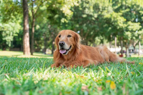 Złoty Pies Myśliwski Leżąc Trawie — Zdjęcie stockowe