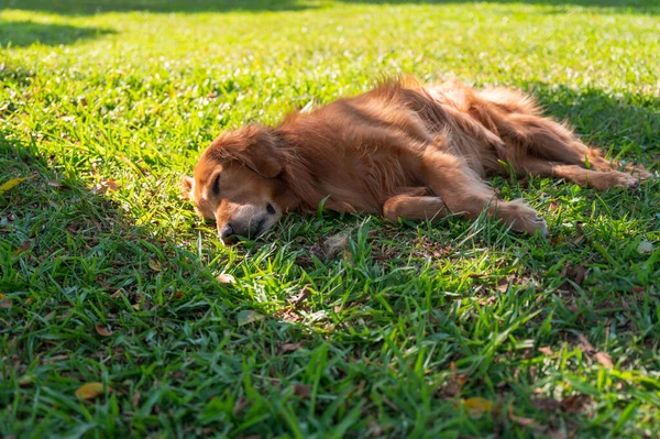 Golden Retriever Lying Grass Sleeping — Stock Photo, Image