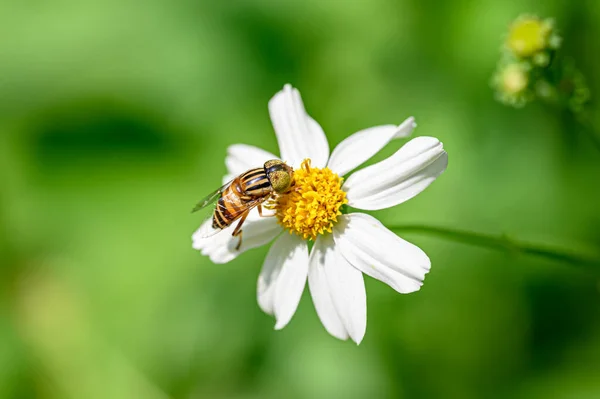 Včely Zůstávají Květinách — Stock fotografie