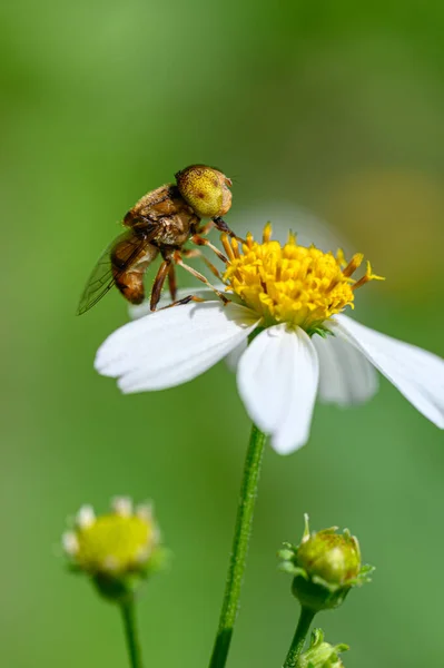 Μέλισσες Μένουν Στα Λουλούδια — Φωτογραφία Αρχείου