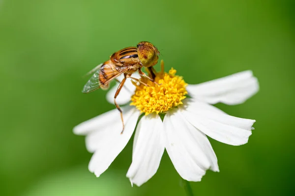 Μέλισσες Μένουν Στα Λουλούδια — Φωτογραφία Αρχείου