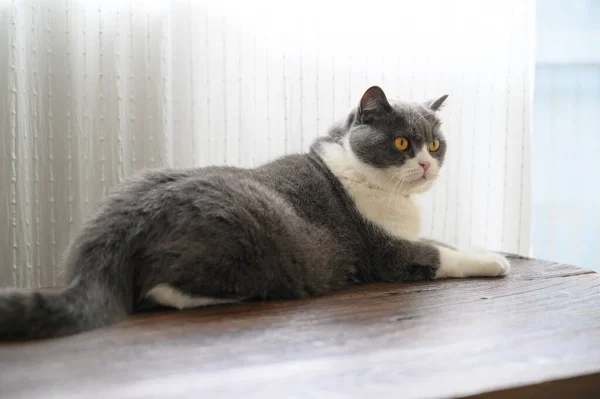 Британська Короткошерста Кішка Лежачи Стіл — стокове фото