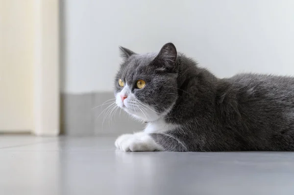 Βρετανική Γάτα Shorthair Που Βρίσκεται Στο Πάτωμα — Φωτογραφία Αρχείου