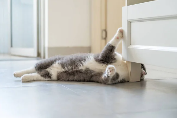 British Shorthair Cat Lying Floor — Stock Photo, Image