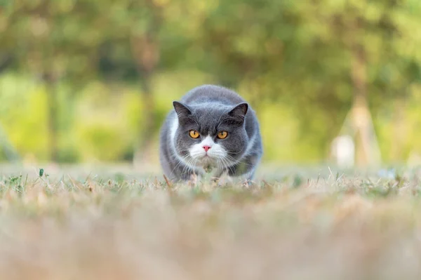British Shorthair Cat Crawls Grass — Stock Photo, Image