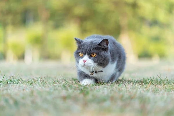 Βρετανική Γάτα Shorthair Σέρνεται Στο Γρασίδι — Φωτογραφία Αρχείου
