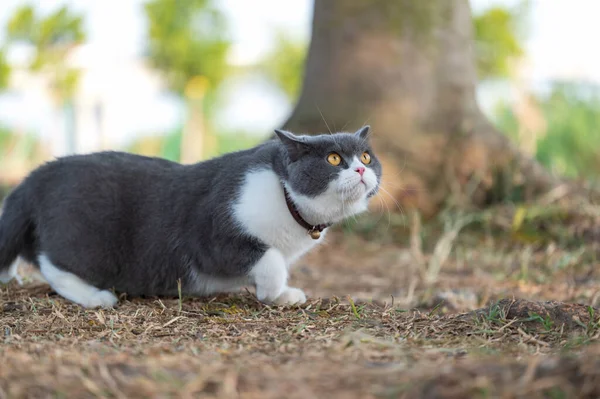 stock image British Shorthair cat walking outdoors