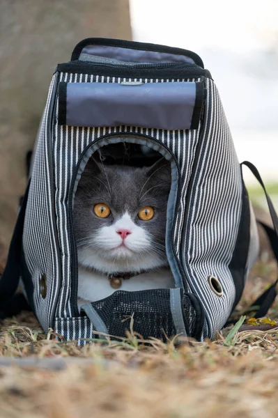 stock image British Shorthair cat hiding in a bag