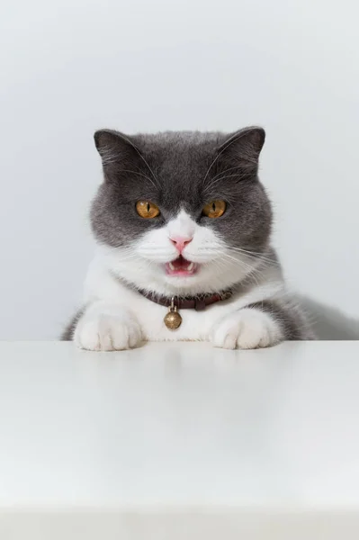 British Shorthair Cat Lying White Table — Stock Photo, Image