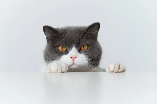Beyaz Masaüzerinde Yatan Ngiliz Shorthair Kedi — Stok fotoğraf
