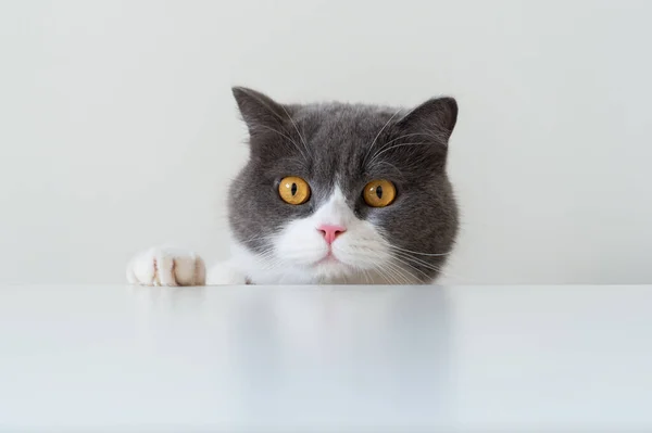 Britse Kort Haar Kat Liggend Witte Tafel — Stockfoto