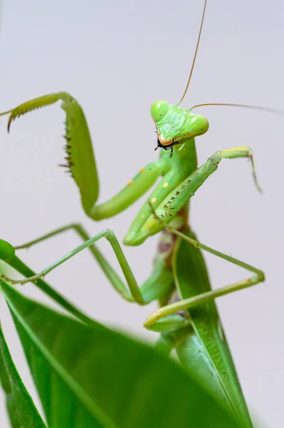 stock image Green mantis crawling on leaves