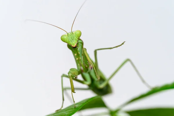 Mantis Verde Arrastrándose Sobre Las Hojas — Foto de Stock
