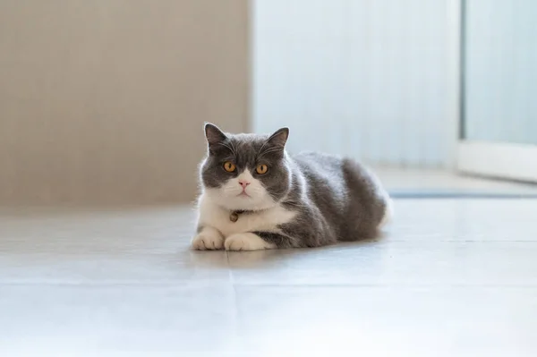 Ngiliz Kısa Boylu Kedisi Yerde Yatıyor — Stok fotoğraf