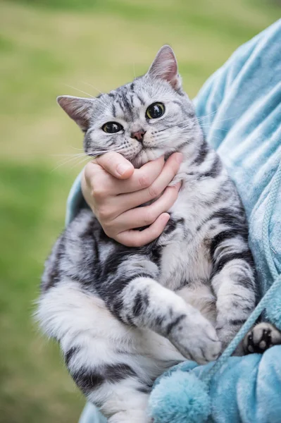 Κρατώντας Μια Αμερικανική Shorthair Γάτα — Φωτογραφία Αρχείου