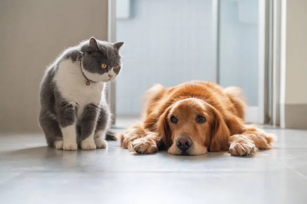 stock image British Shorthair and Golden Retriever get along