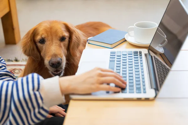 Golden Retriever Accompanies Its Owner Work Remotely Home — Stock Photo, Image