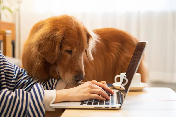 Golden Retriever Accompanies Its Owner Work Remotely Home — Stock Photo, Image