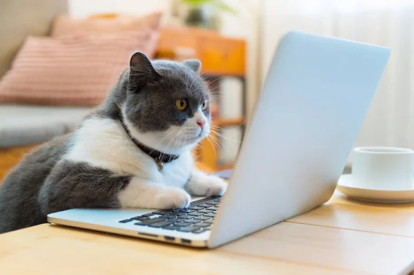 stock image British shorthair cat lying in front of the computer pretending to work