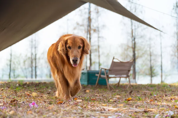 Campeggio All Aperto Golden Retriever Cane Che Gioca Nel Campo — Foto Stock