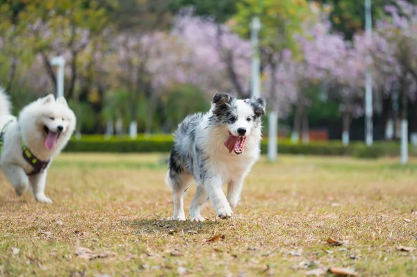 Border Collie Samoyed Playing Grass Park — Stock Photo, Image