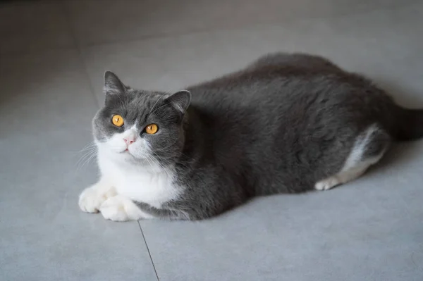 British Shorthair Cat Lying Floor — Stock Photo, Image
