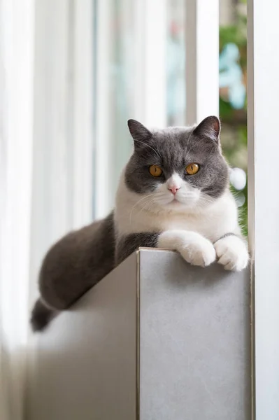 ブリティッシュショートヘアの猫が窓辺に横になっています — ストック写真