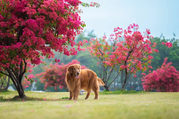 Golden Retriever Einem Park Voller Blumen — Stockfoto