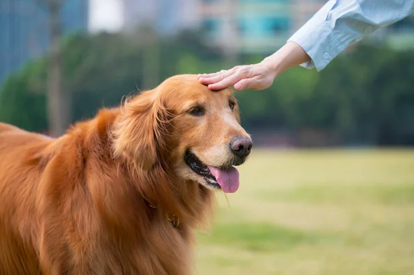 Ręka Dotyka Głowy Psa Golden Retrievera — Zdjęcie stockowe