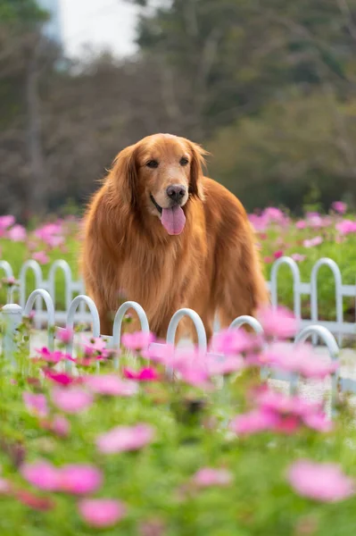 Golden Retriever Jardín —  Fotos de Stock