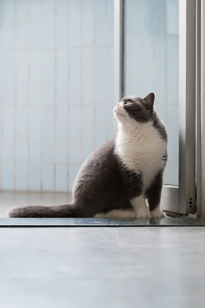 Britânico Shorthair Gato Sentado Porta — Fotografia de Stock