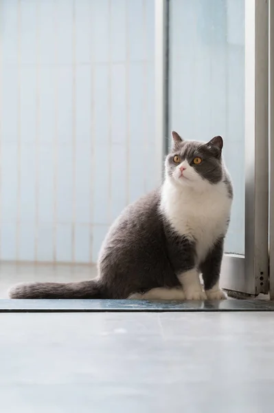 Pisica Britanică Shorthair Stând Lângă Ușă — Fotografie, imagine de stoc