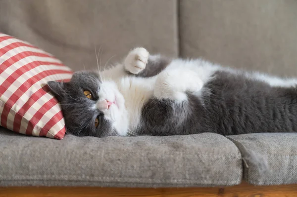 Британская Короткошерстная Кошка Лежит Диване Спит — стоковое фото