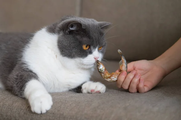 Hand Holding Dried Fish British Shorthair Cat — Stock Photo, Image