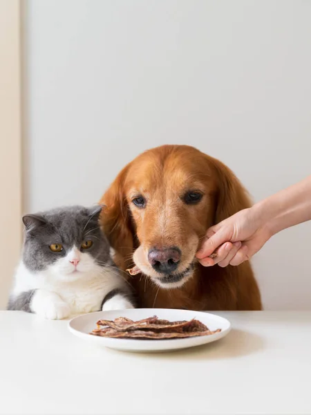 Hand Vasthouden Van Jerky Snack Voor Golden Retriever Hond Britse — Stockfoto